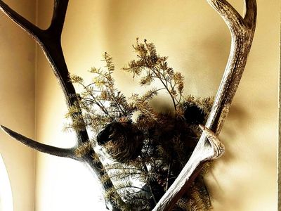 Mounted Elk Antlers taxidermy display with Pine Branches and Nest art pieces that were made and preserved by us.