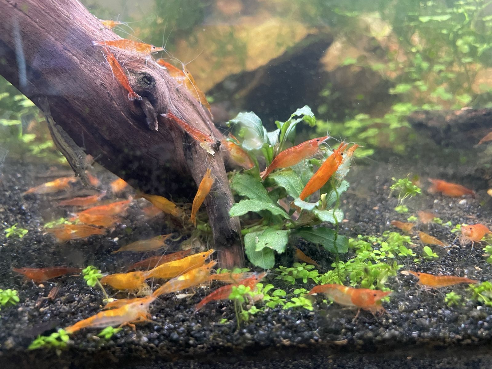 Orange Neocaridina Shrimp