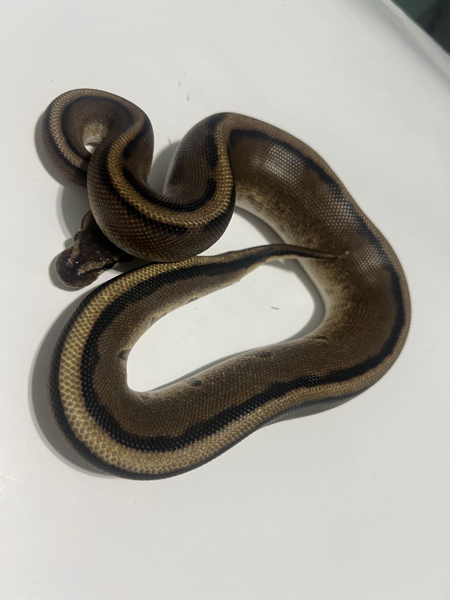 Pet Snake - Pinstripe Ball Python / Reptile #15