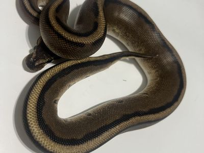 Pet Snake - Pinstripe Ball Python / Reptile #15