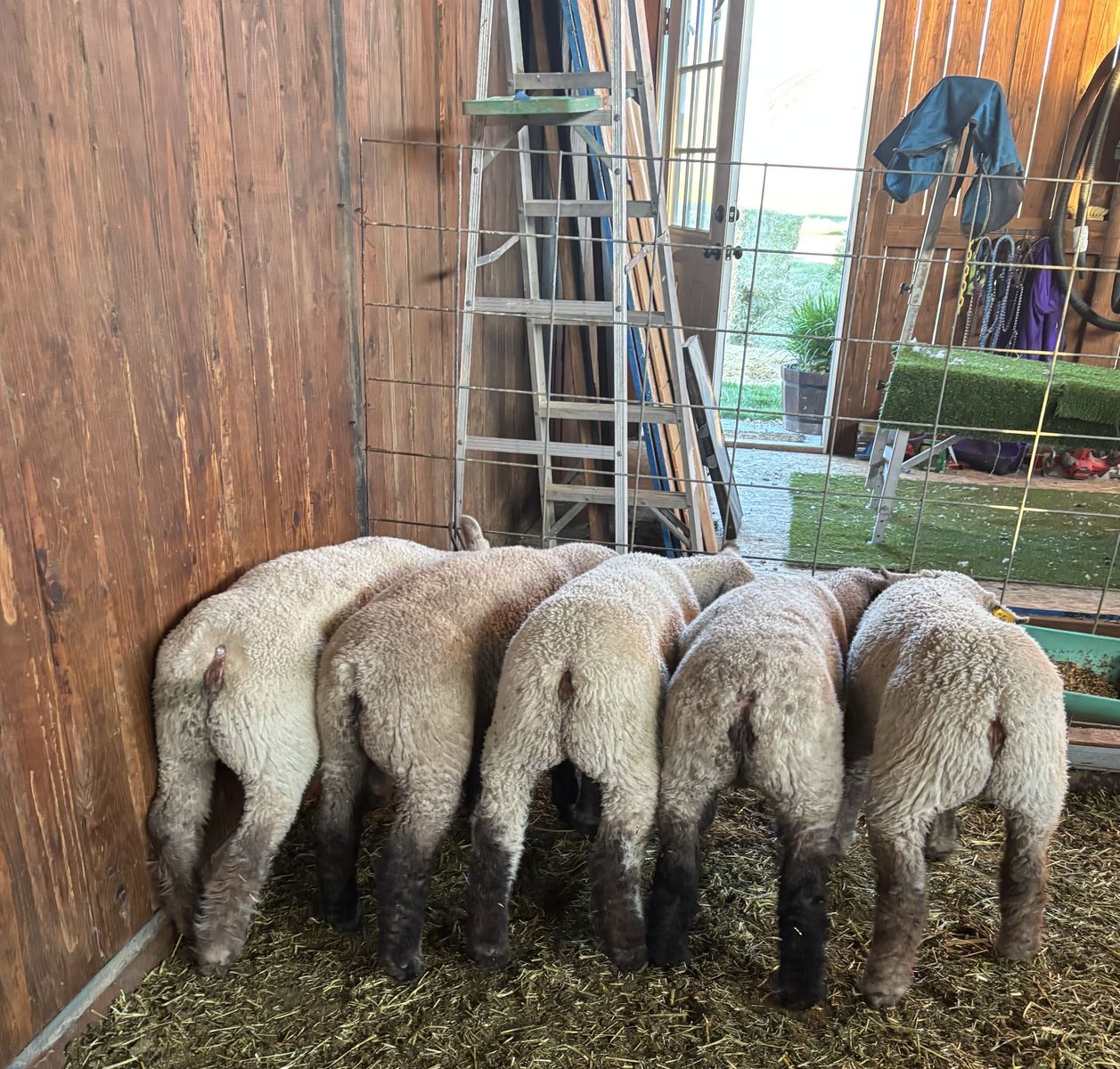 4H/FFA Fair lambs