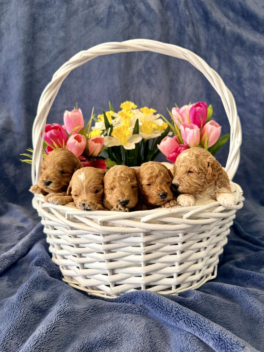 Adorable Easter Micro F1bb Goldendoodle puppies!