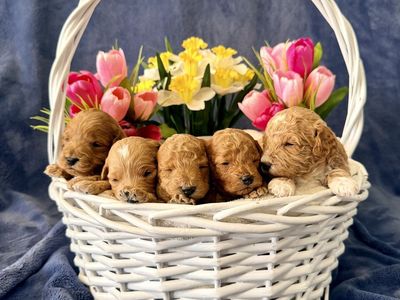 Adorable Easter Micro F1bb Goldendoodle puppies!