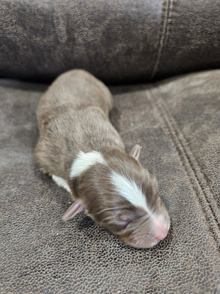 Full Breed Australian Shepherd Puppies