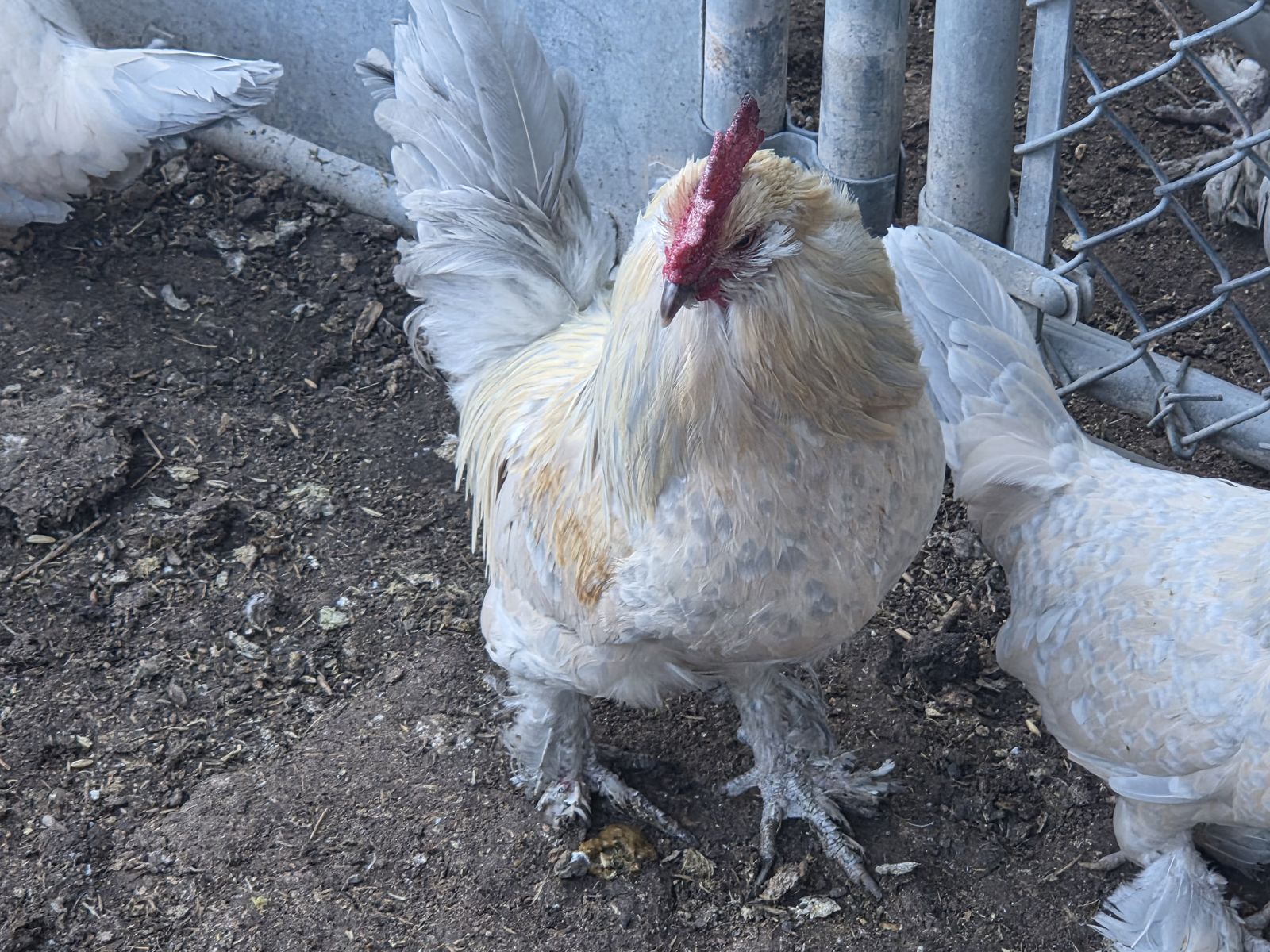 Porcelain Duccle Breeding Trio