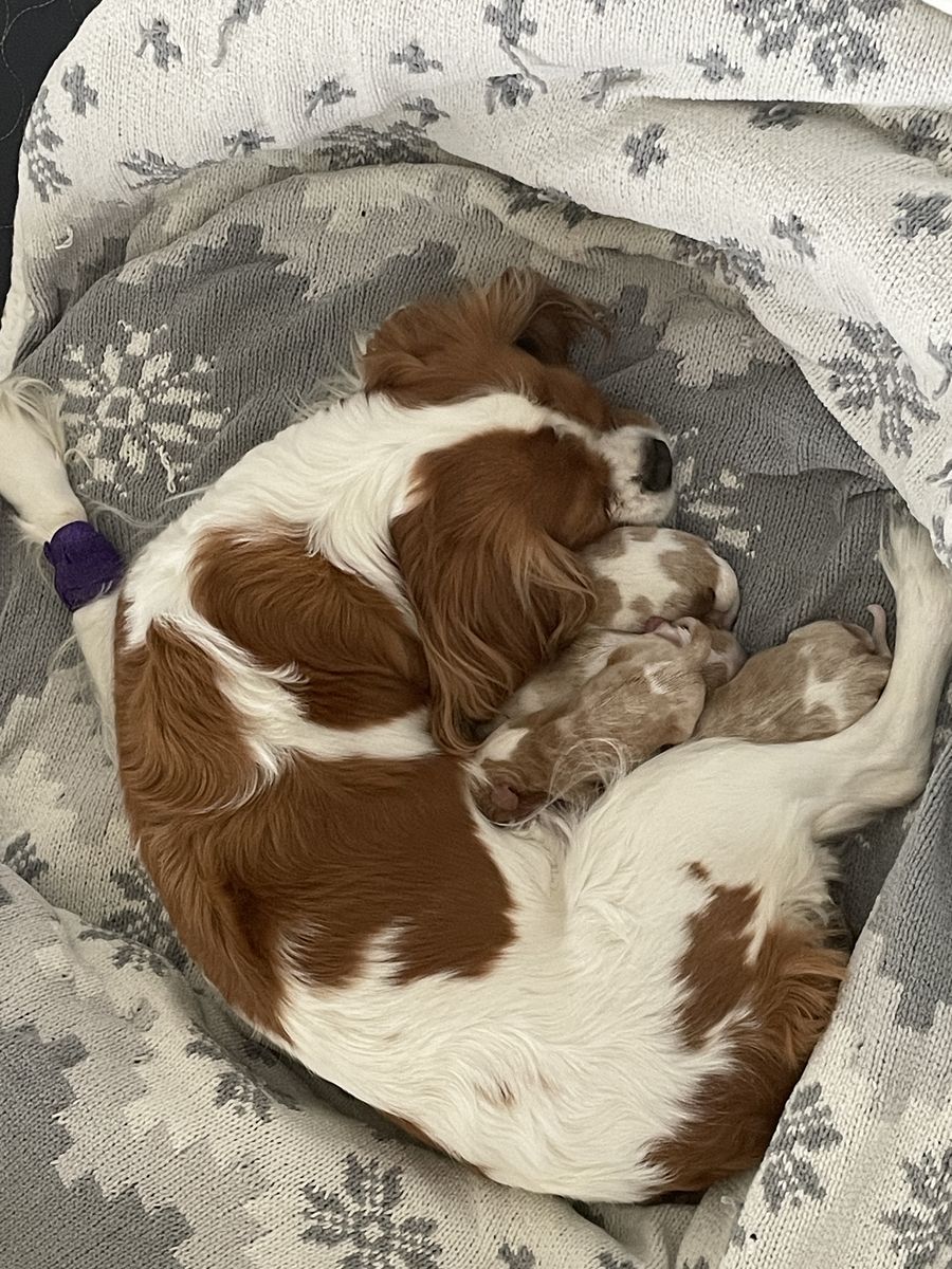Purebred Cavalier King Charles Spaniels