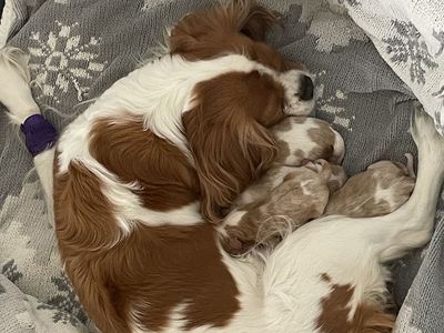 Purebred Cavalier King Charles Spaniels