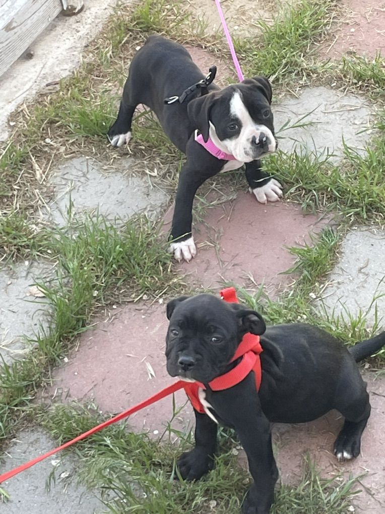 American Bullys 700 2 Left