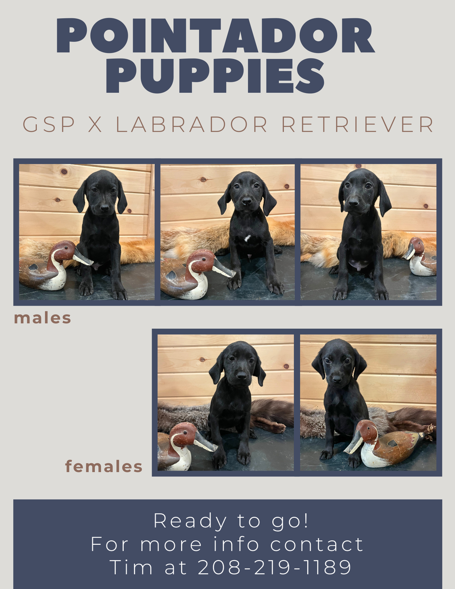 Pointadors(lab, pointer)