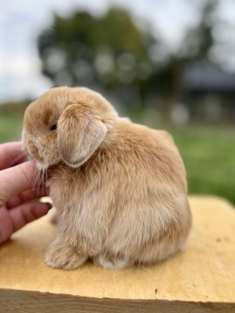 Holland Lop Buck