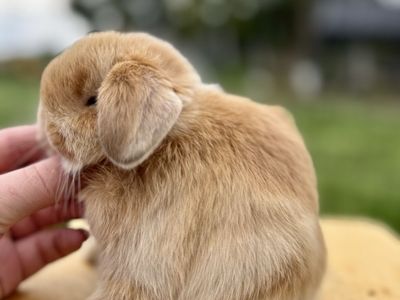 Holland Lop Buck