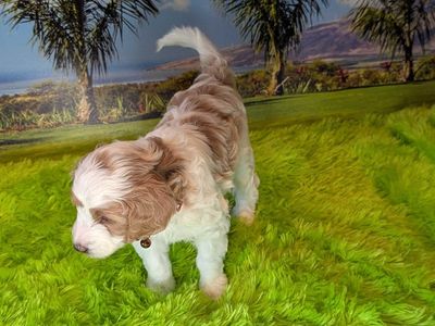 Adorable Mini Goldendoodle Puppies – Ready March 21st!