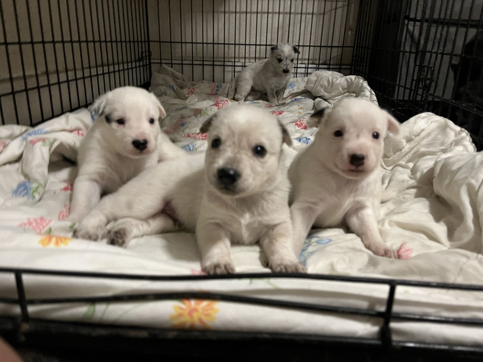 Taking Deposits! Bluey type dogs, great family/working!