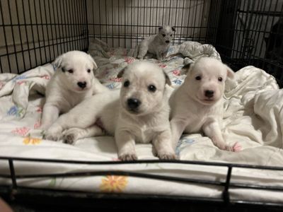 Taking Deposits! Bluey type dogs, great family/working!