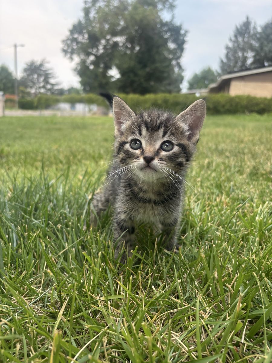 8-Week-Old kitten