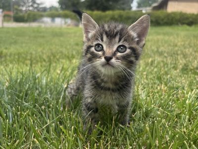 8-Week-Old kitten