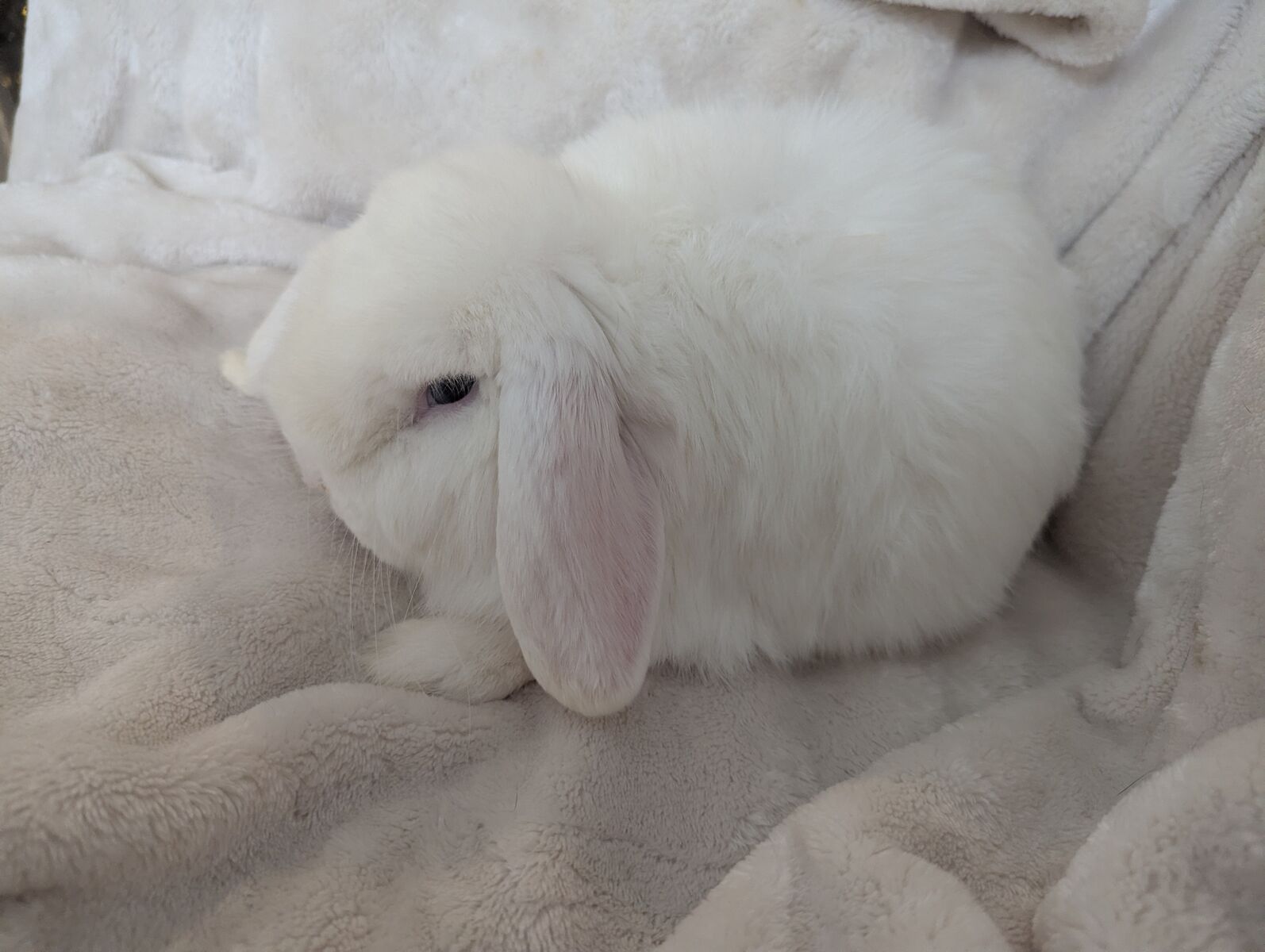 Holland Lop Buck Six Months