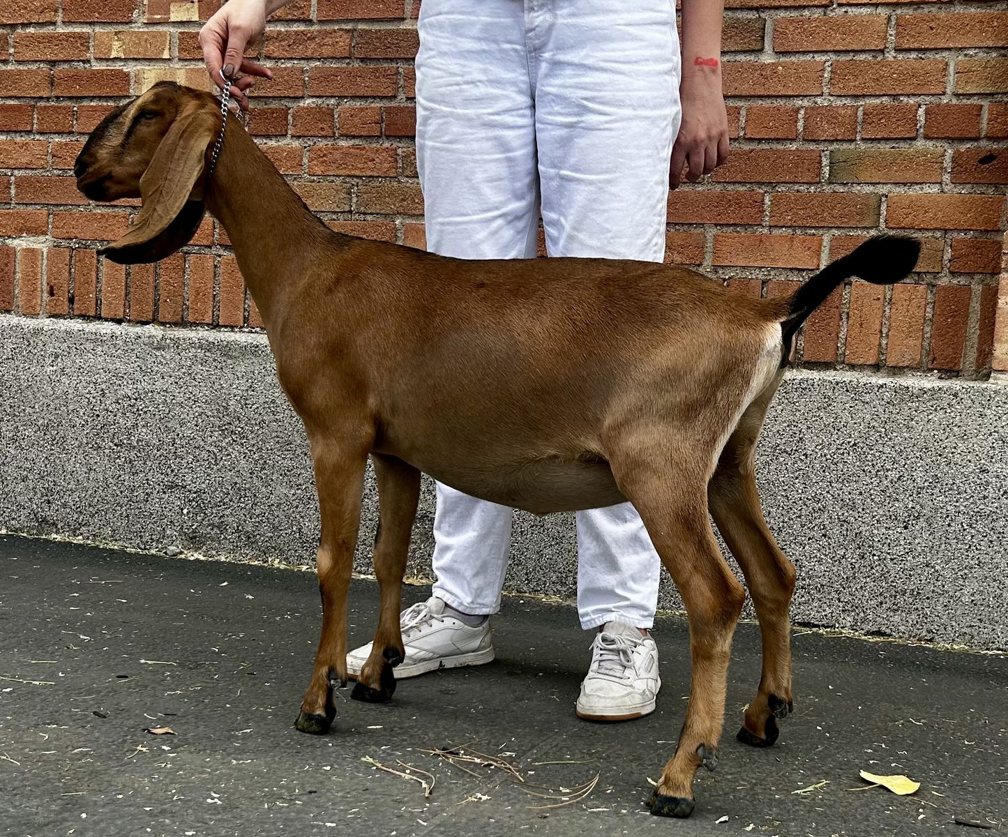 Registered Nubian Doe in Milk (Goat)