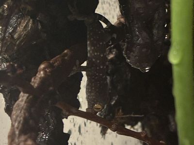 Baby tokay gecko