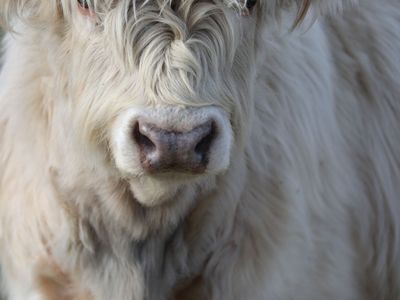 White Highland Bull Yearling from Collective Academy