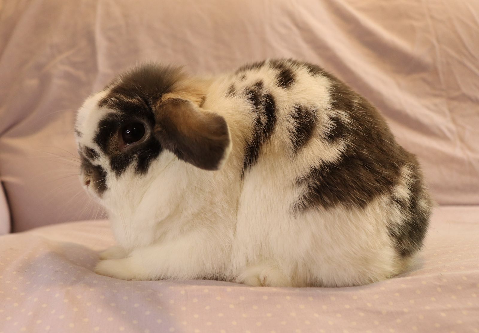 Holland Lop Broken Blue Otter Doe