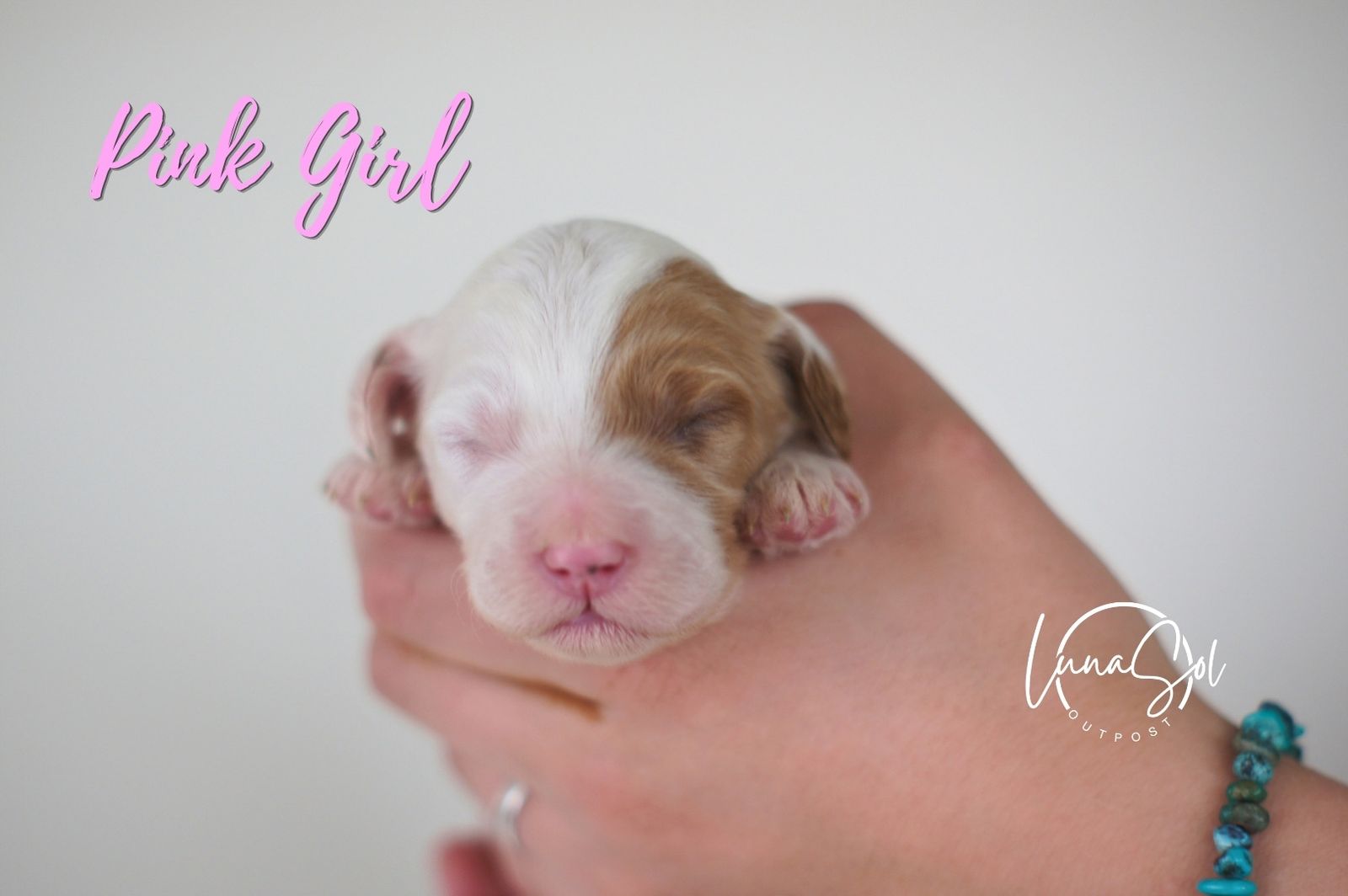 Adorable Mini English Setter Doodle