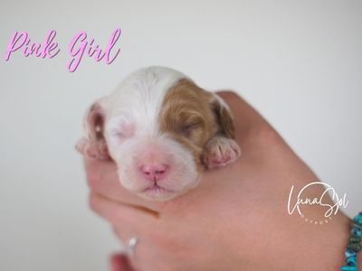 Adorable Mini English Setter Doodle