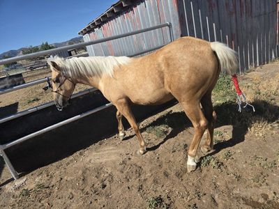Palomino Horse