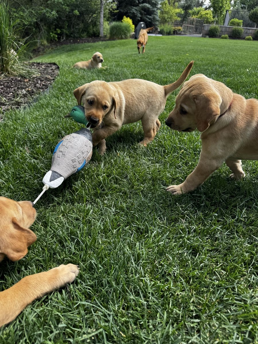 AKC Lab Puppies