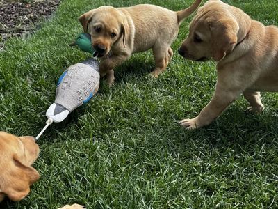 AKC Lab Puppies