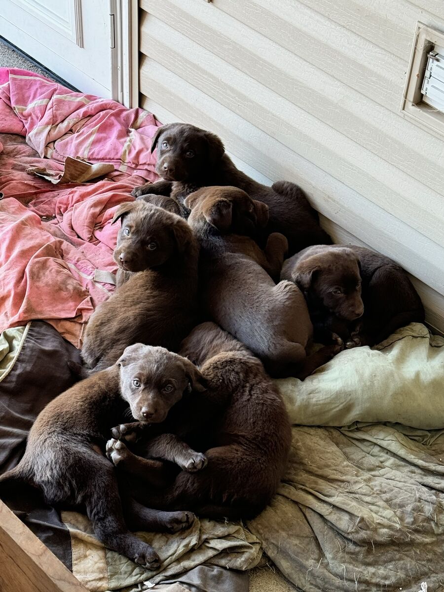 Puppies for sale