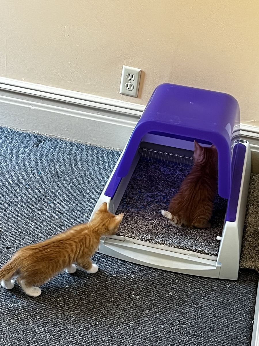 PetSafe Self Scooping Little Box