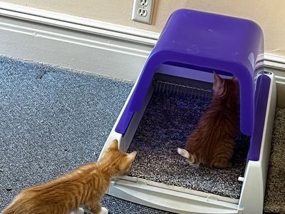 PetSafe Self Scooping Little Box