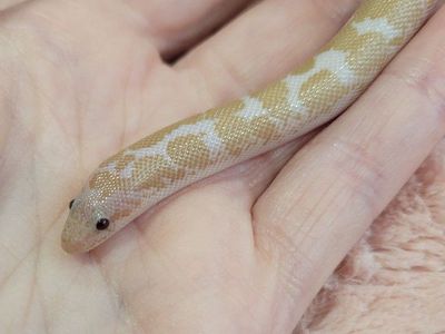 Baby Male Snow Kenyan Sand Boa