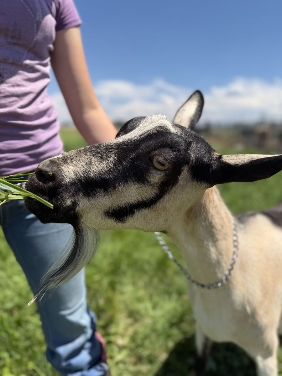 ADGA Registered Alpine Dairy Goat