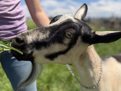 ADGA Registered Alpine Dairy Goat