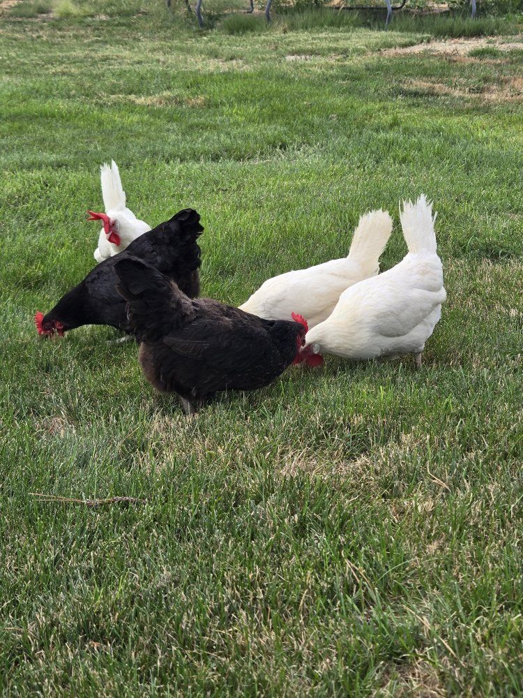 Laying Chickens 