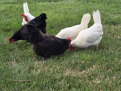 Laying Chickens