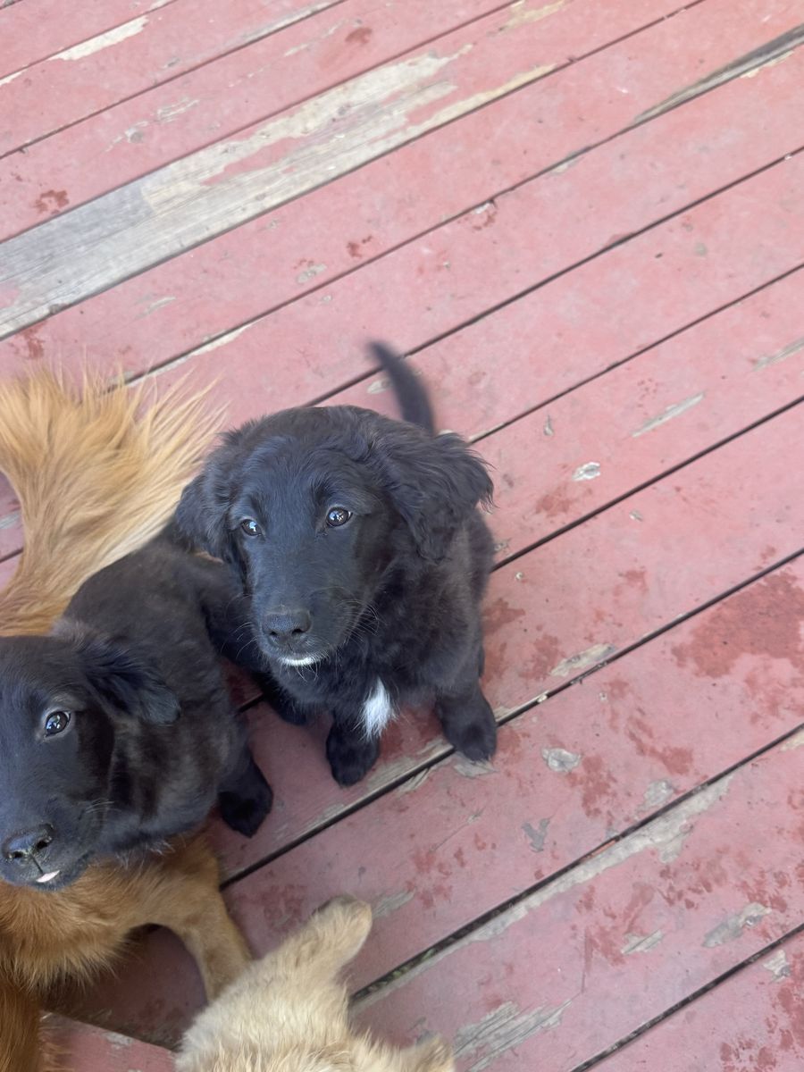 Golden Retriever x Aussiedoodle Puppy (LAST ONE!!)