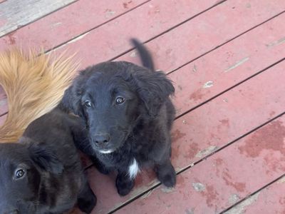 Golden Retriever x Aussiedoodle Puppy (LAST ONE!!)
