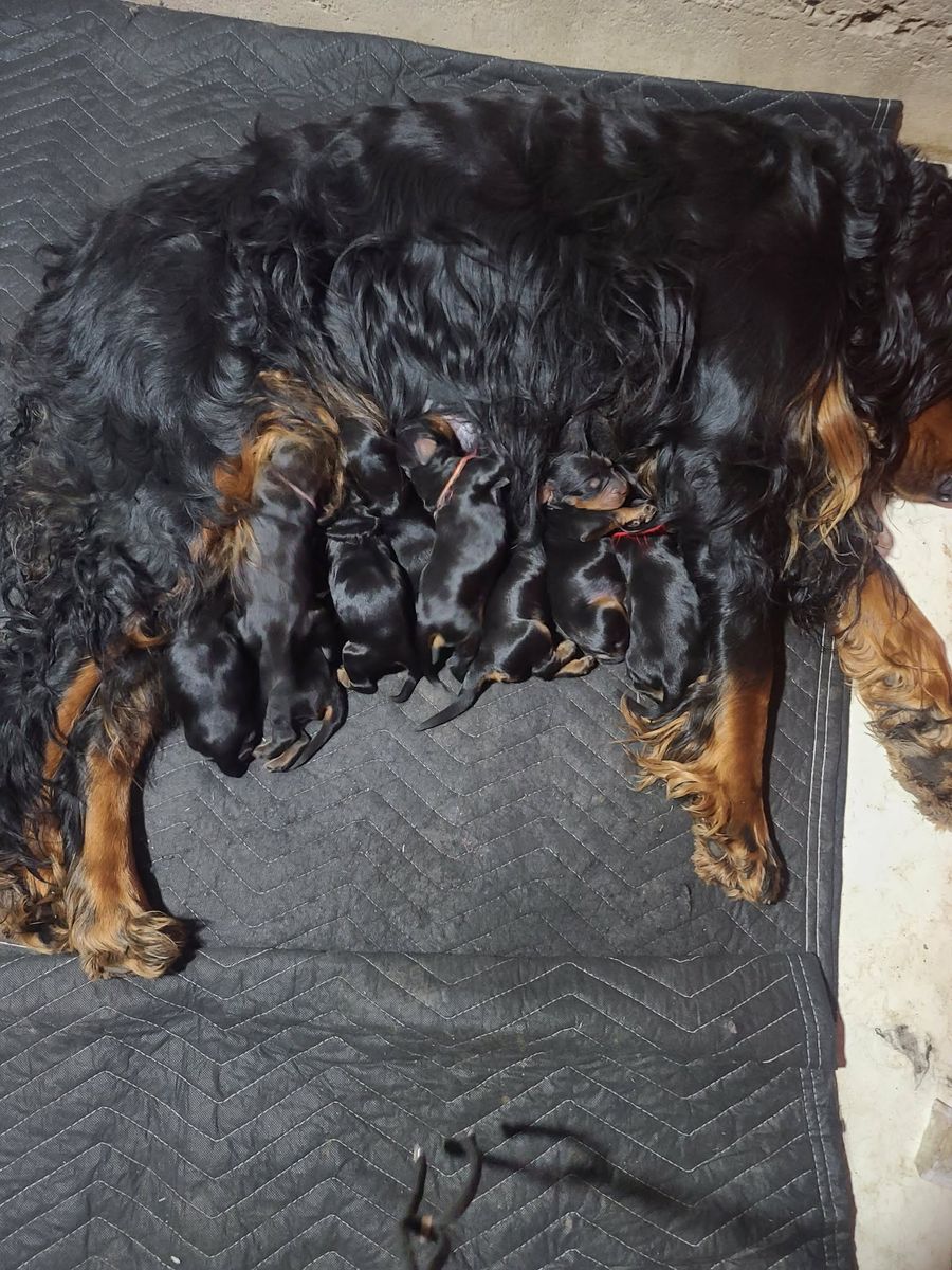 Gordon Setter Puppies for sale