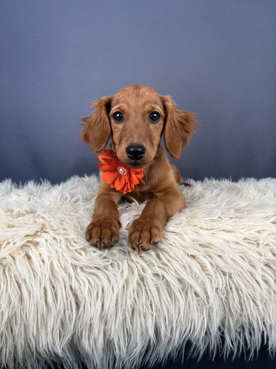 Gloria – 4 mo Mini Golden Retriever (Female)