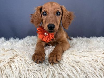 Gloria – 4 mo Mini Golden Retriever (Female)