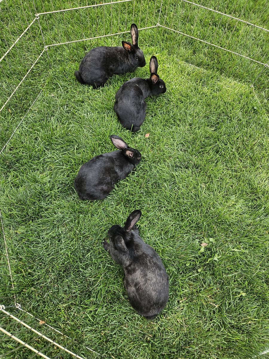 New Zealand Meat Rabbits