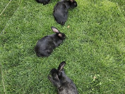 New Zealand Meat Rabbits