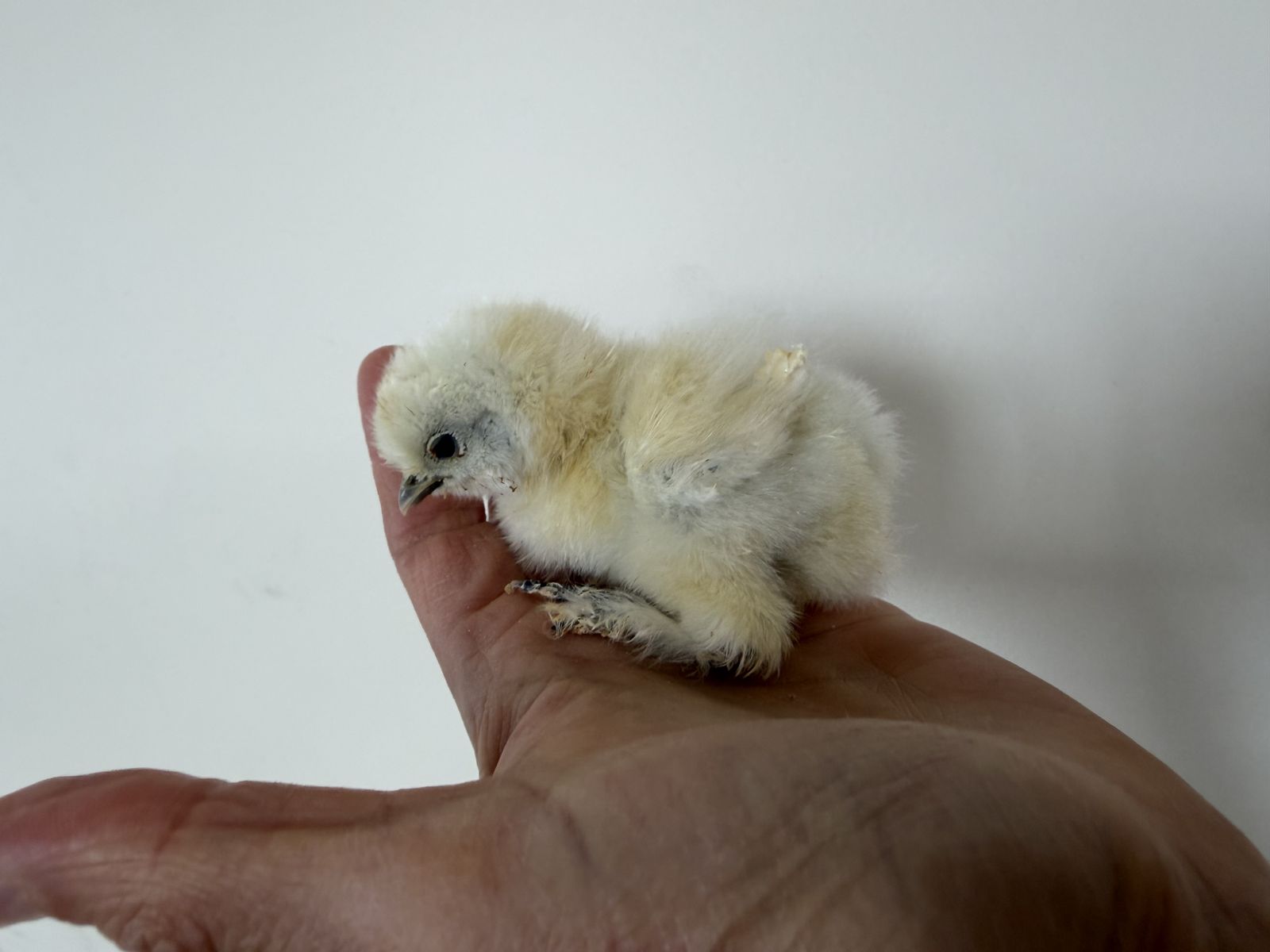 Beautiful Silky chicks