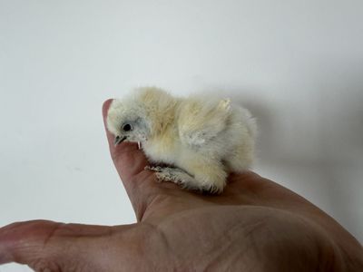 Beautiful Silky chicks