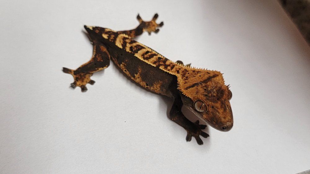 juvenile crested gecko