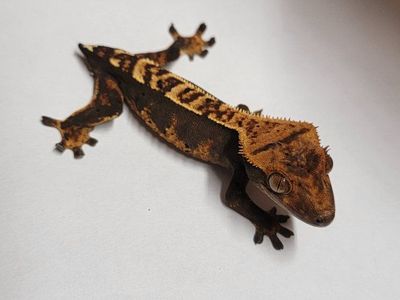 juvenile crested gecko