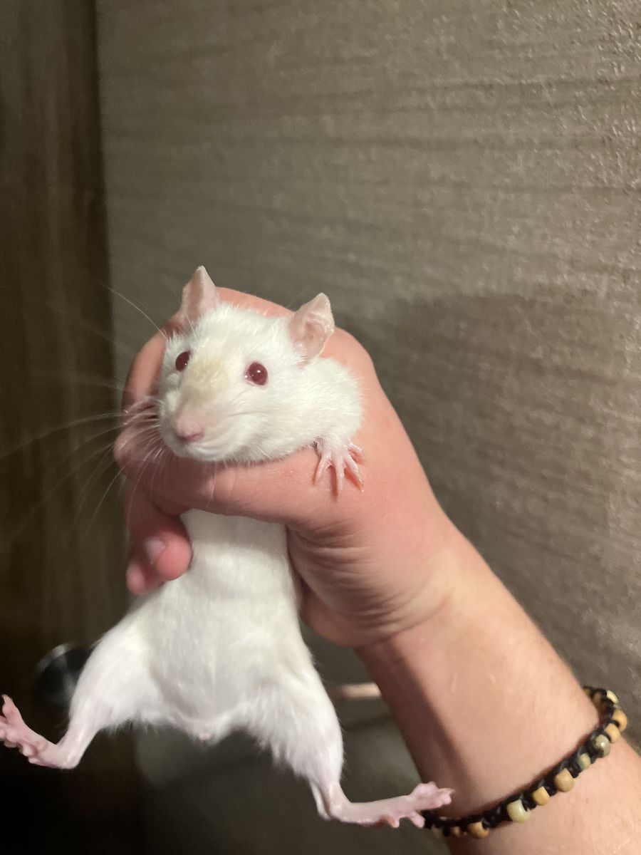 Feeder/Pet Fancy Rats with cage